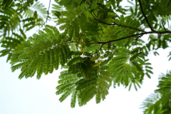 DSC0311