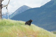 Alaskan Black Bear DSC00701