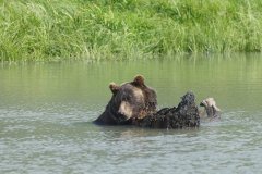 Alaskan Brown Bear DSC00772