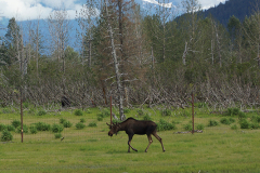 Alaskan Moose DSC00585