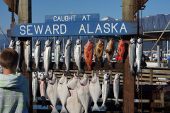 Caught In Seward Alaska DSC09964