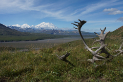 Horns and Denali DSC09281