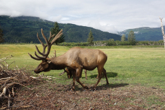 Reindeer Alaska DSC04472