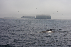 wp-whales-near-seward