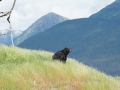 Alaskan Black Bear DSC00701