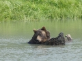 Alaskan Brown Bear DSC00772