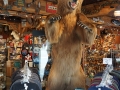 Grizzleys store in Anchgorage DSC08266