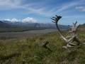 Horns and Denali DSC09281