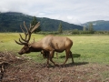 Reindeer Alaska DSC04472