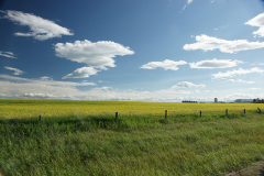Alberta Plains
