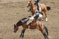 Rodeo At Calgary Stampede