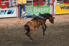 Rodeo At Calgary Stampede