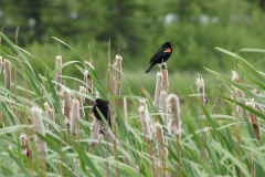 Beautiful Red Breasted Bird