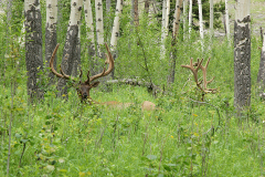 Deer In The Woods