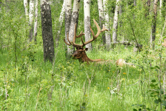 Deer In The Woods