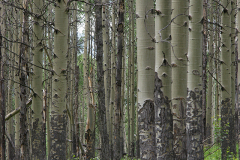 Aspens