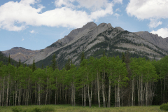 Aspens and Mountains