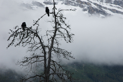 Birds in Trees Near Ice Fields