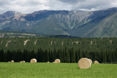 Bales Of Hay
