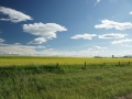 Alberta Plains