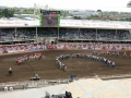 Beginning of Rodeo At Calgary Stampede