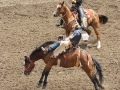 Rodeo At Calgary Stampede