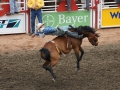 Rodeo At Calgary Stampede