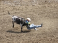 Rodeo At Calgary Stampede