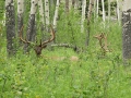 Deer In The Woods