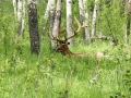 Deer In The Woods