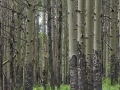 Aspens