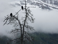Birds in Trees Near Ice Fields