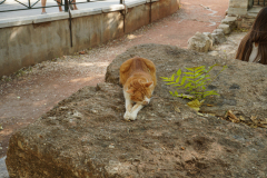 DSC04142