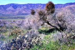 Julian To Borrego Springs1