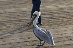 Boy and Pelican On Pier