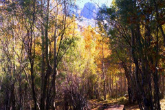 Fall Sierras Bridge Trees