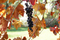 Central Coast Grapes On Vine In Fall