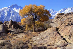 Mt Whitney Behind Tree Fall