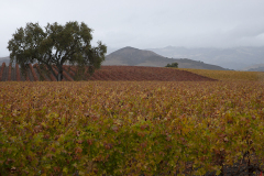 San Luis Obispo Wine Country