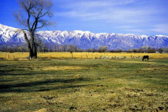 Sierras Horse Pasture Winter