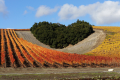 Paso Robles Vinyard with a Heart
