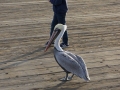 Boy and Pelican On Pier