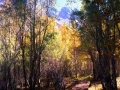 Fall Sierras Bridge Trees