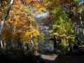 Fall Sierras Trees