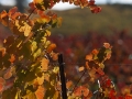 Central Coast Wine Country in Fall