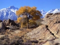 Mt Whitney Behind Tree Fall
