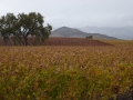 San Luis Obispo Wine Country