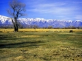 Sierras Horse Pasture Winter