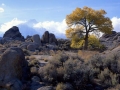 Tree and Sierras In The Fall