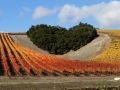 Paso Robles Vinyard with a Heart